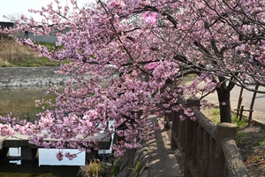 河津桜019.JPG