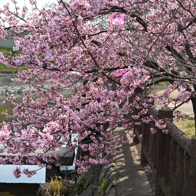 河津桜019.JPG
