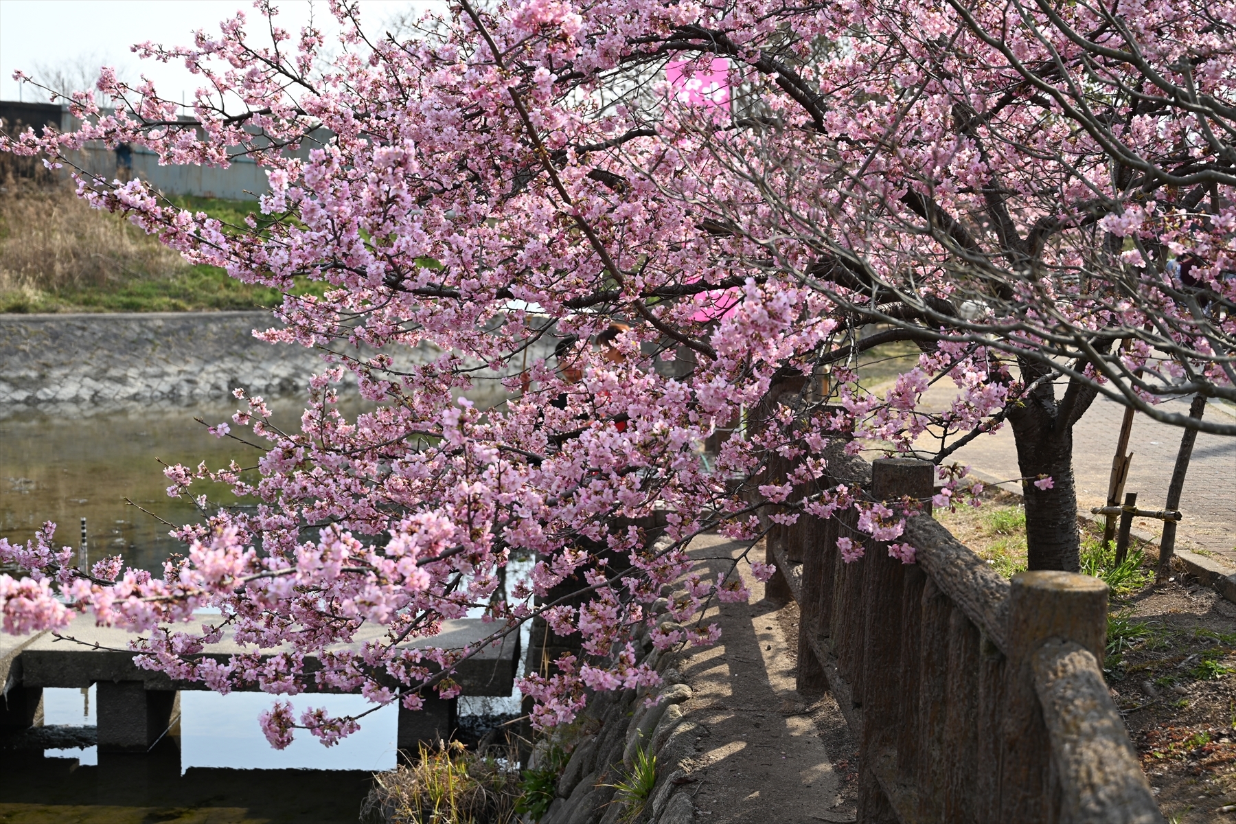 河津桜019.JPG