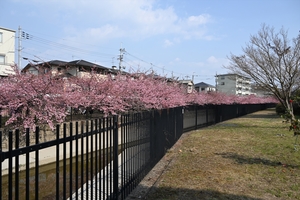 河津桜015.JPG