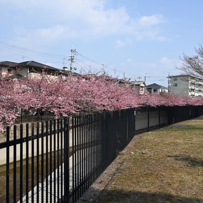 河津桜015.JPG