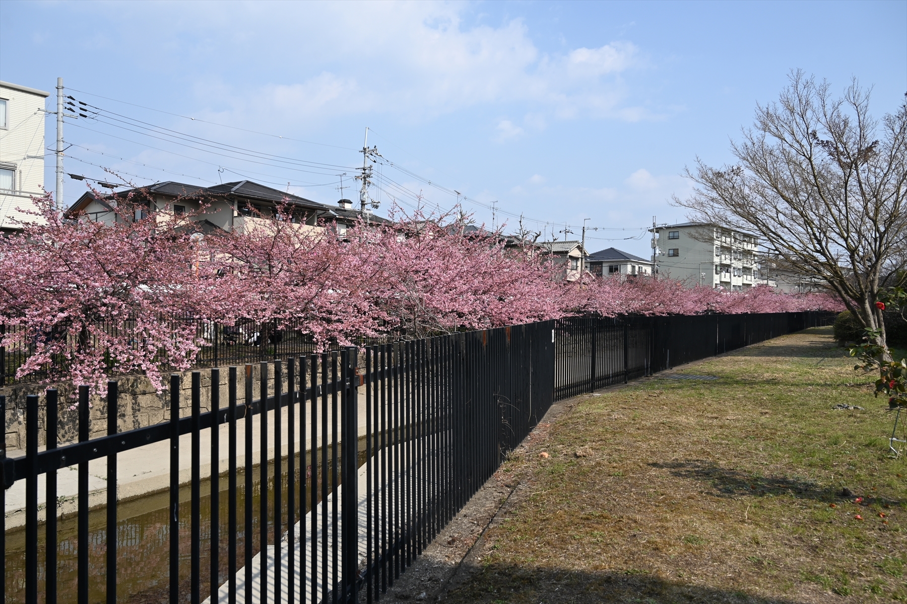 河津桜015.JPG
