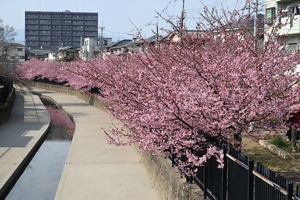 河津桜014.JPG