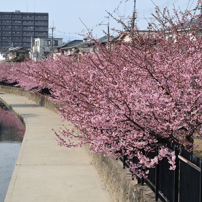 河津桜014.JPG