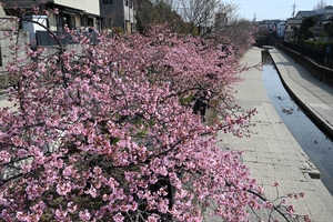 河津桜013.JPG