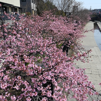 河津桜013.JPG