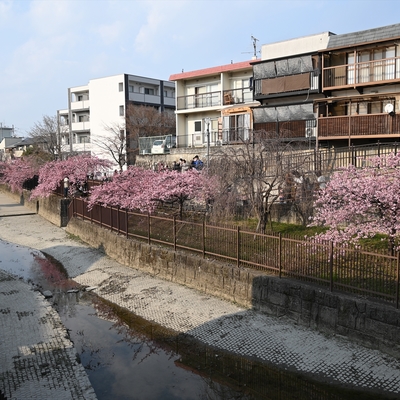 河津桜012.JPG