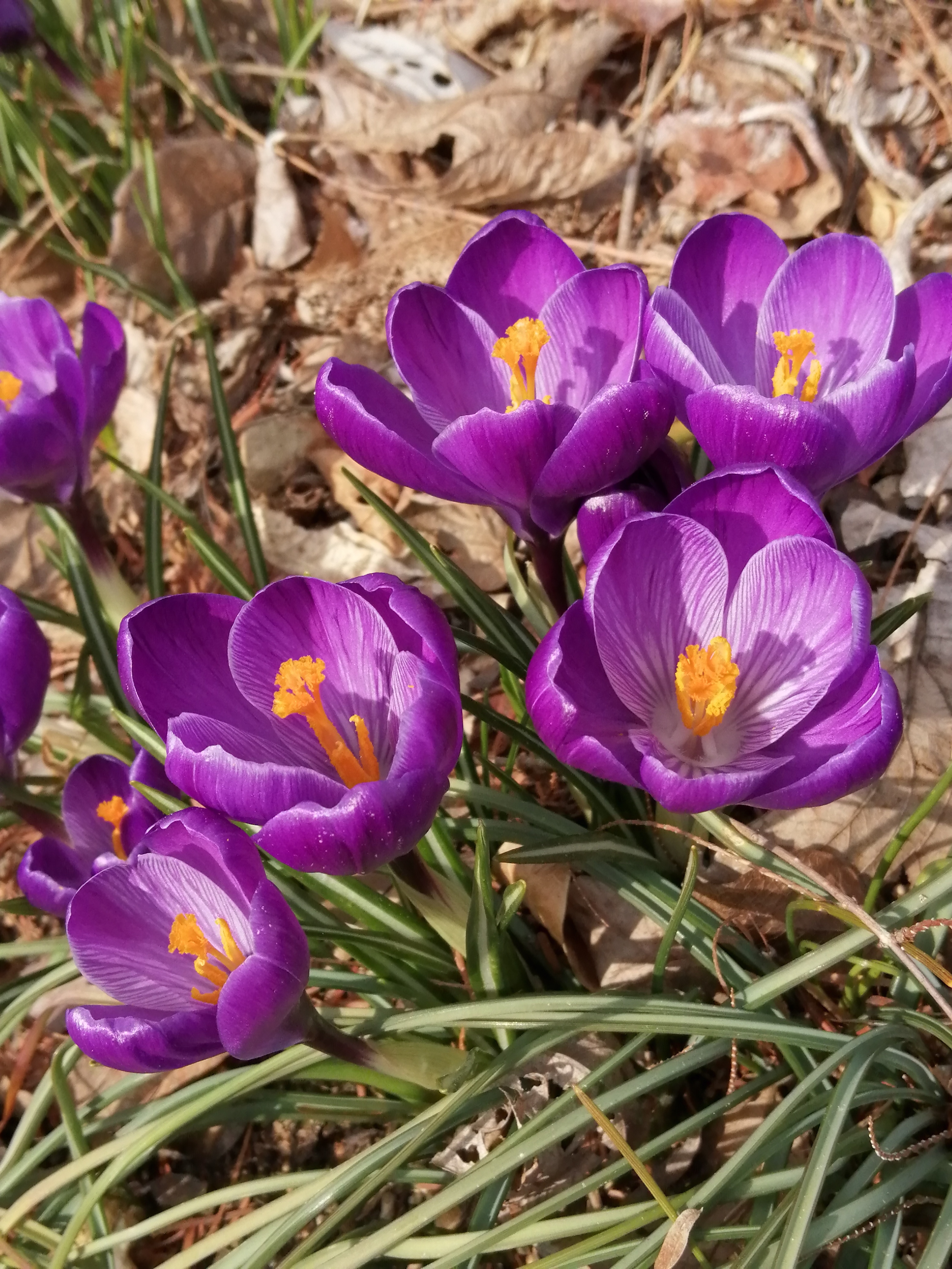 5クロッカス.jpg