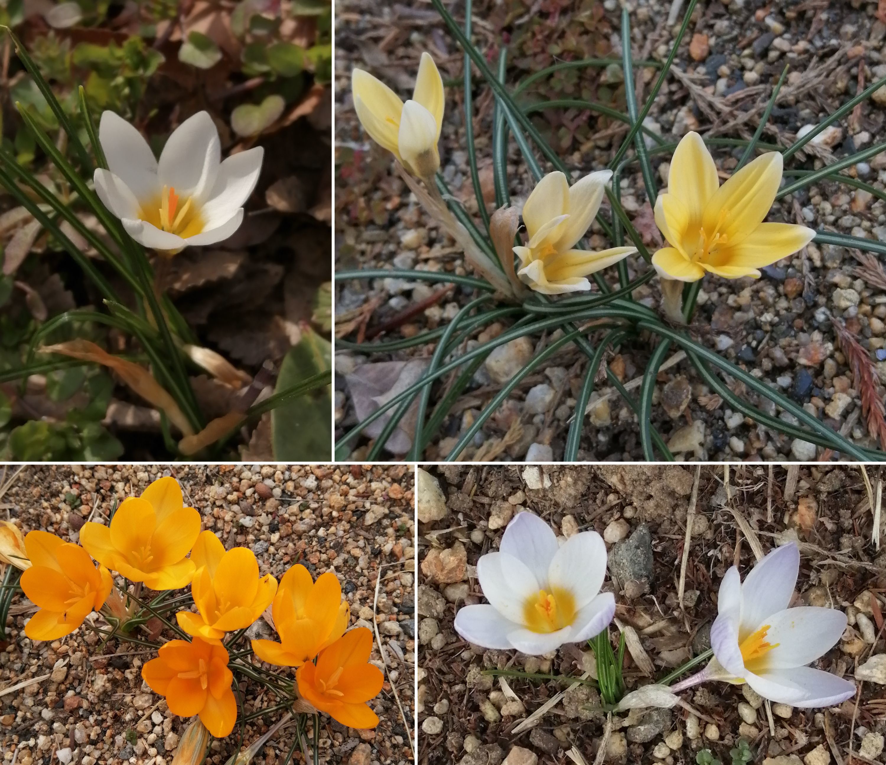 6クロッカス.jpg