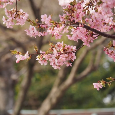 車折神社桜3.JPG