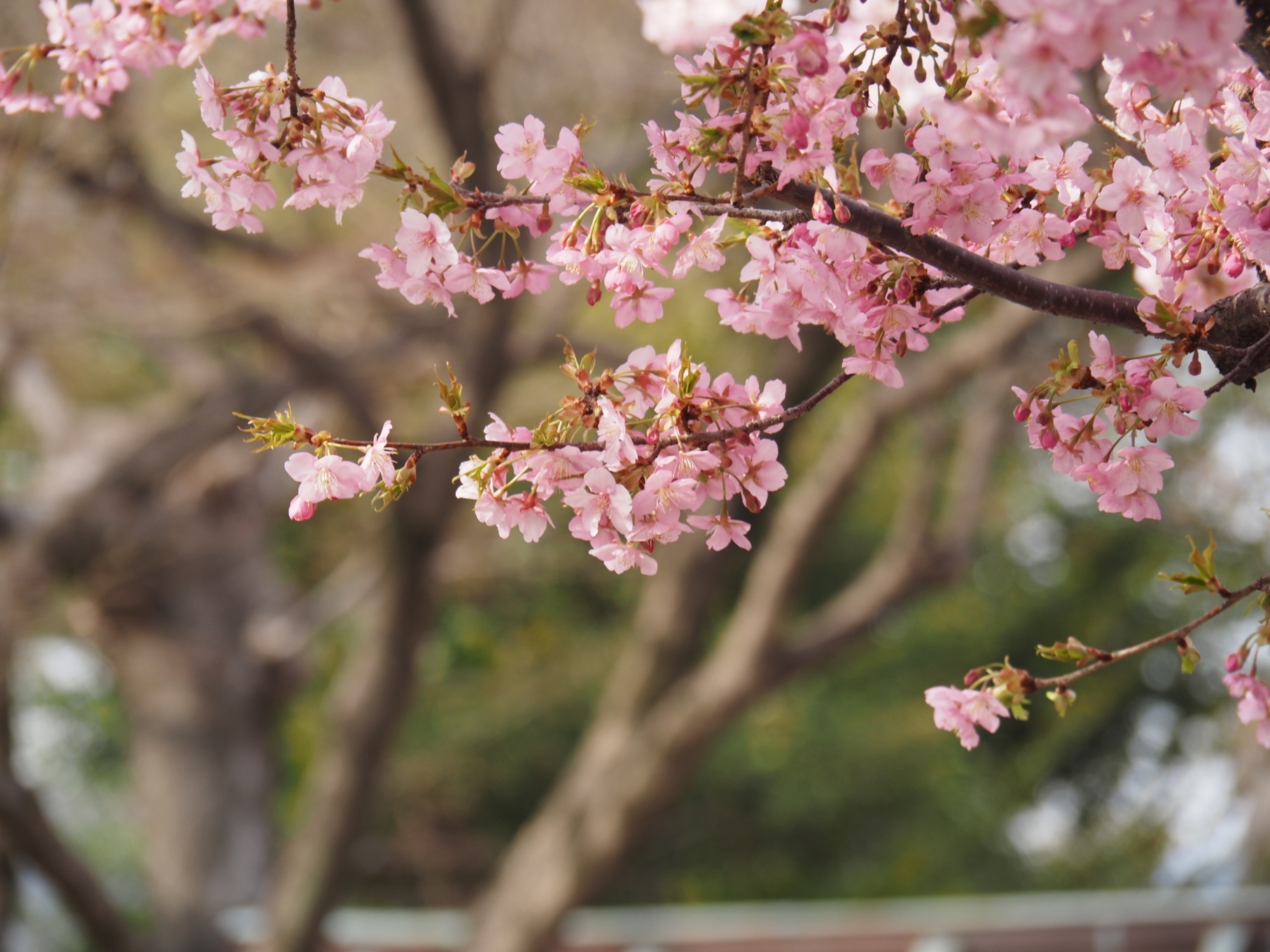 車折神社桜3.JPG