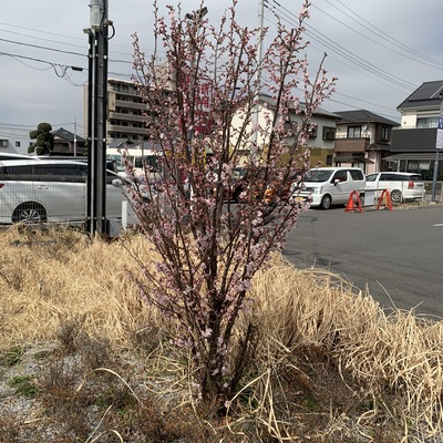 20220315桜咲く.JPG