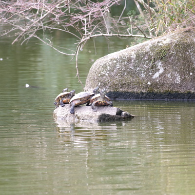 カメ1.jpg