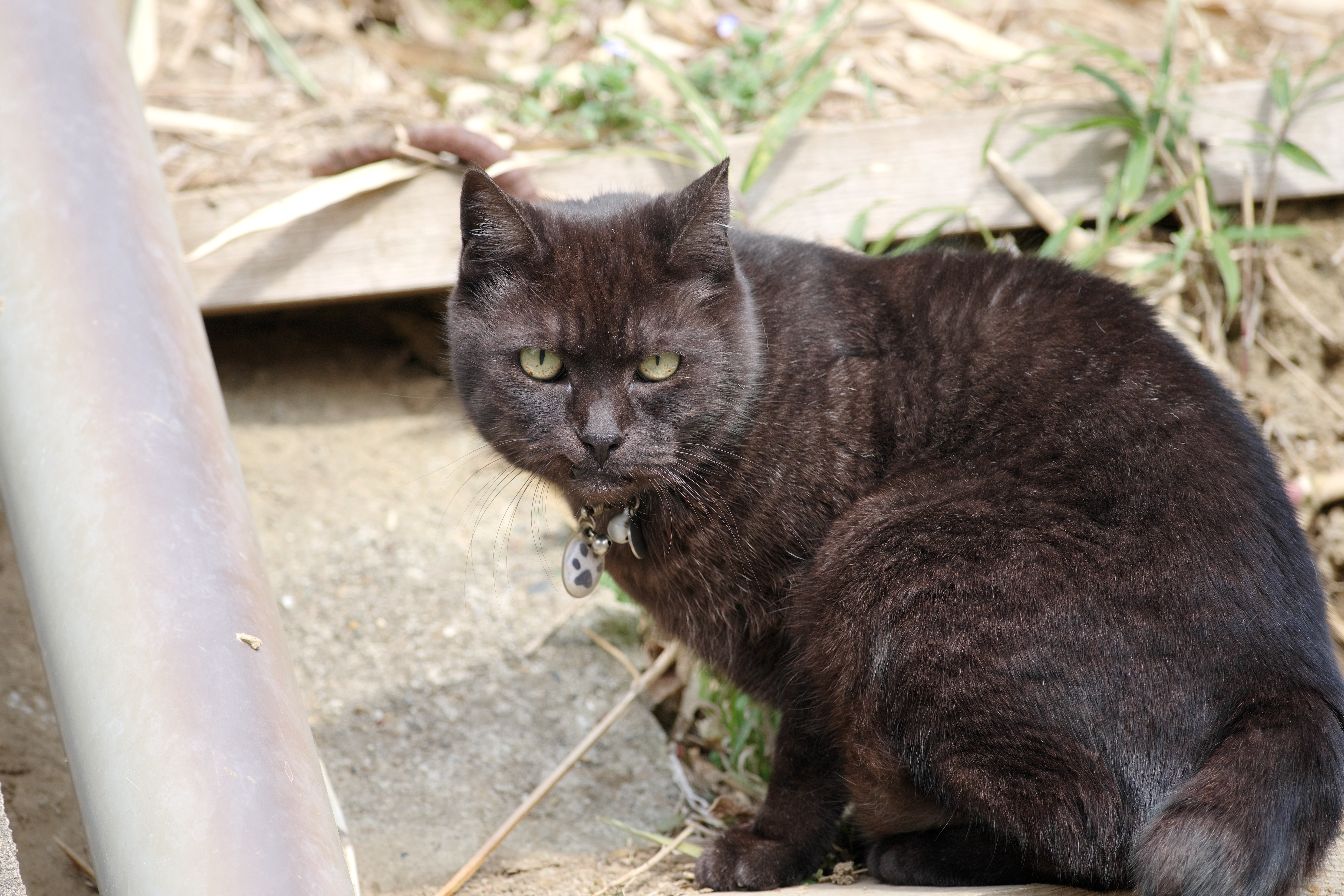 猫1.jpg