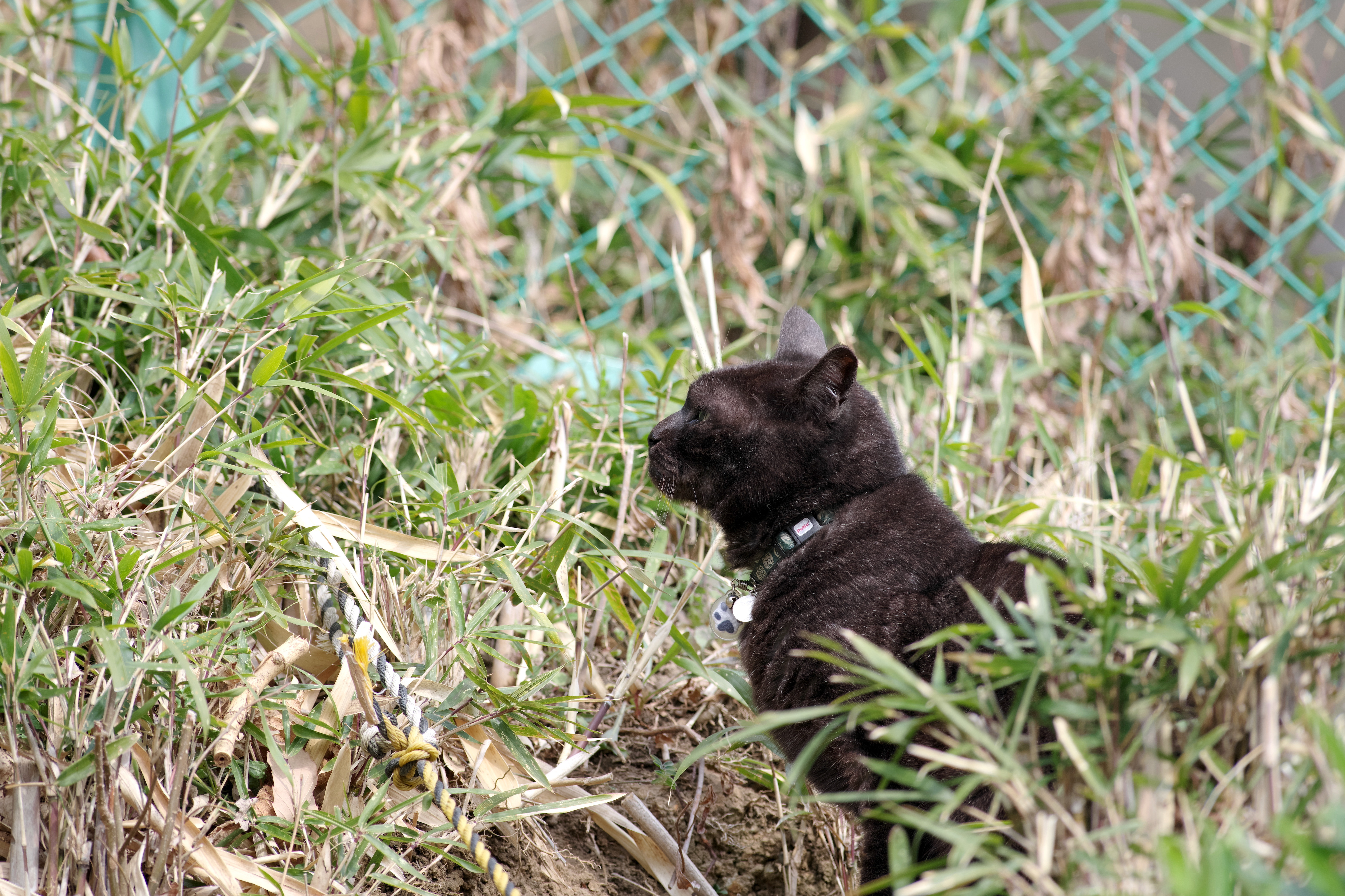 猫2.jpg