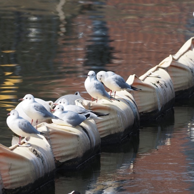 ユリカモメびっくり.jpg
