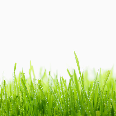 dewy_grass_hd1080p.png
