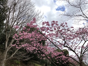 横浜緋桜2.jpg