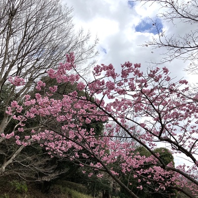 横浜緋桜2.jpg