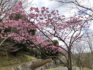 横浜緋桜3.jpg