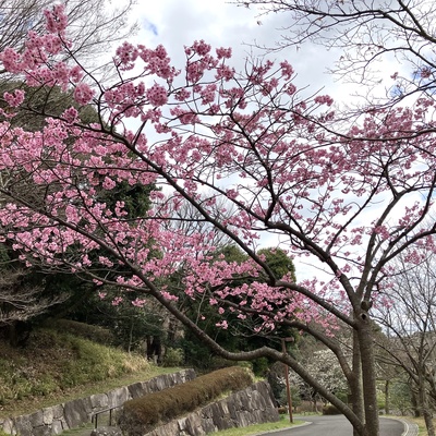 横浜緋桜3.jpg