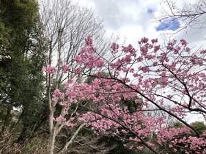 横浜緋桜4.jpg