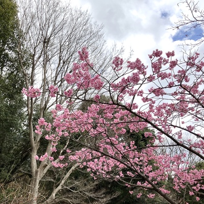 横浜緋桜4.jpg