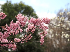 横浜緋桜.jpg