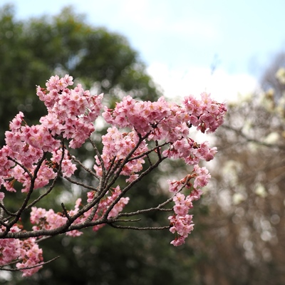 横浜緋桜.jpg