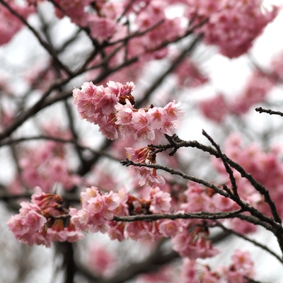 横浜緋桜_(2).jpg