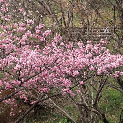 横浜緋桜_(4).jpg