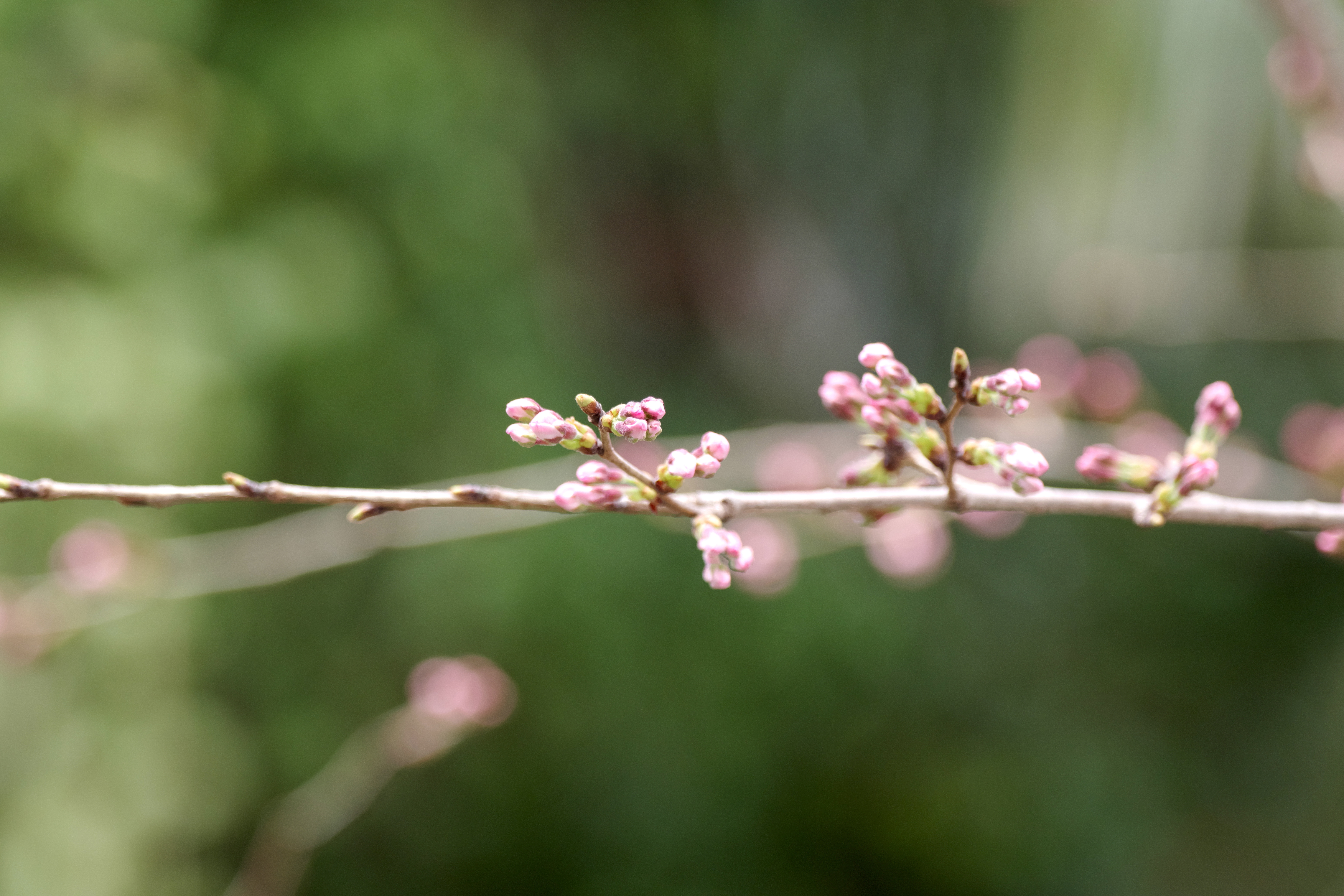桜4.jpg