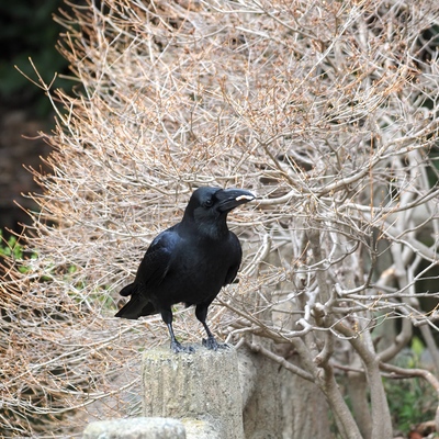 カラス.jpg