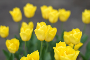 チューリップ_1_02.JPG