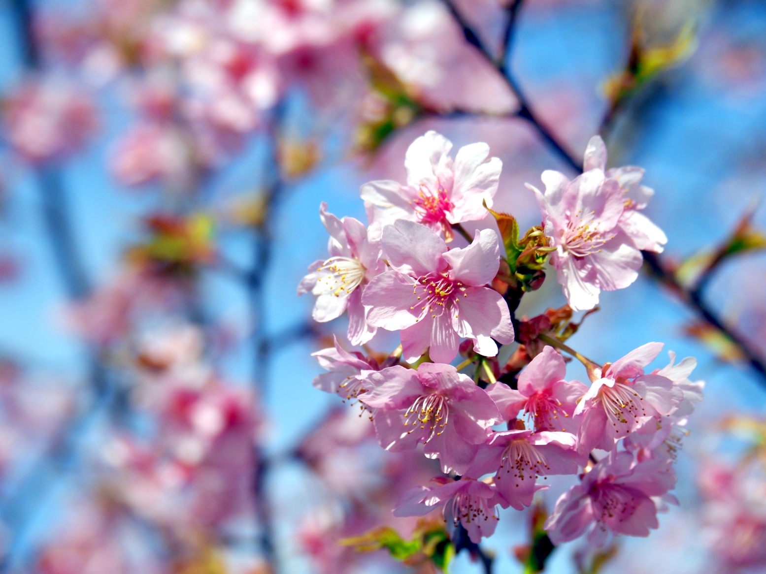 買わず桜.JPG