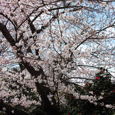 桜3.jpg