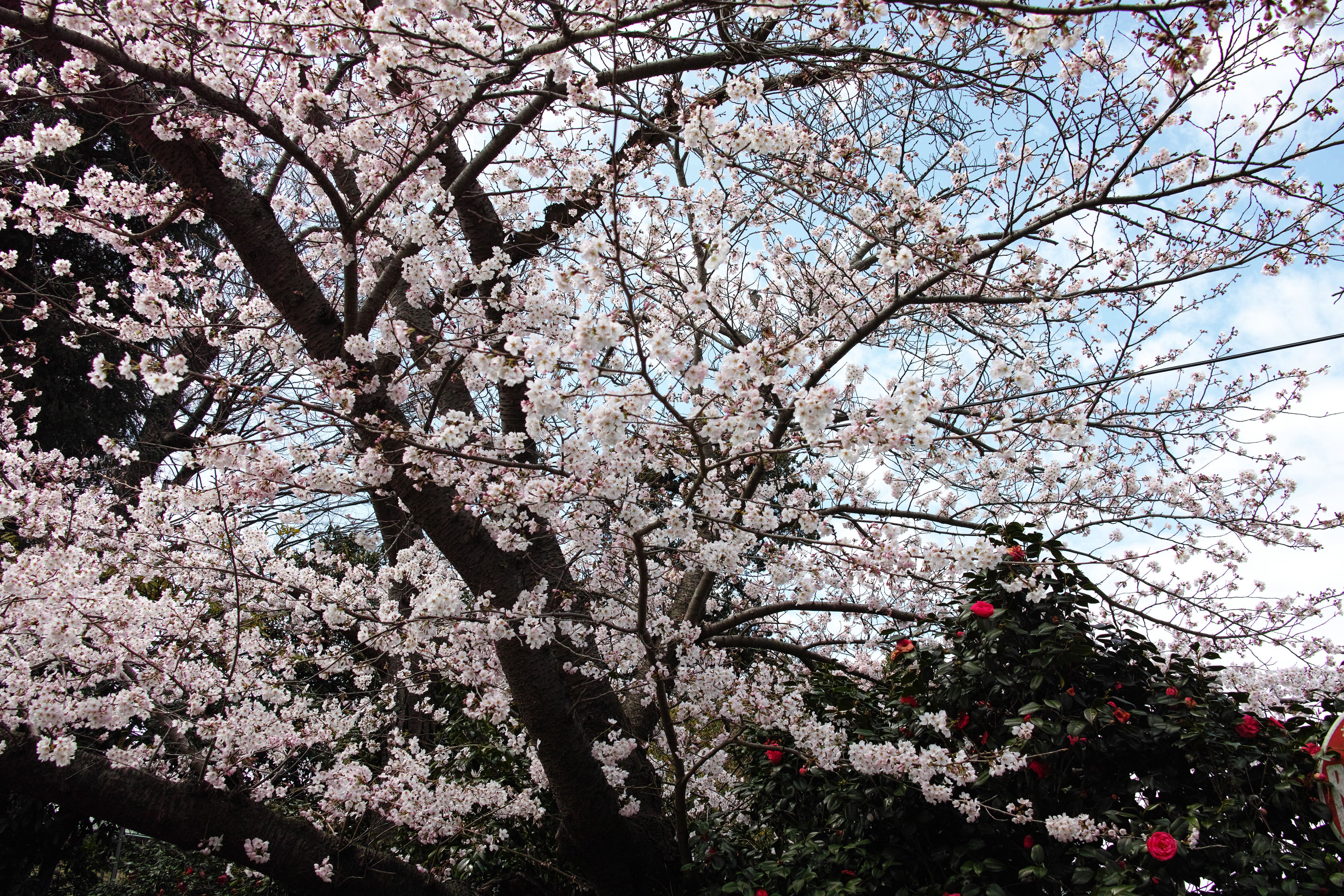 桜3.jpg