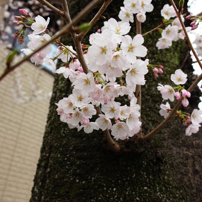 桜2.jpg