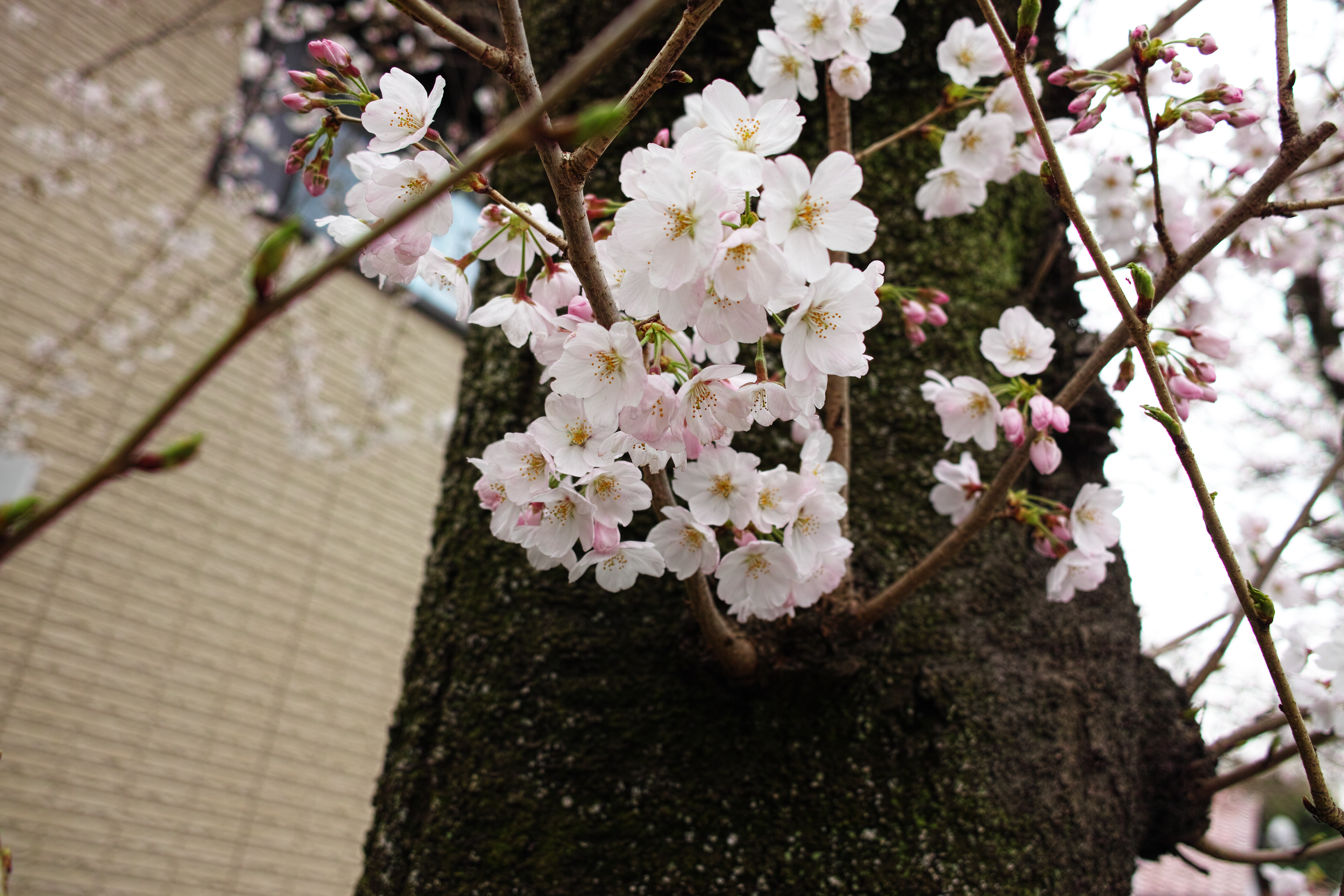 桜2.jpg