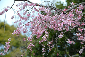 枝垂れ桜17.JPG