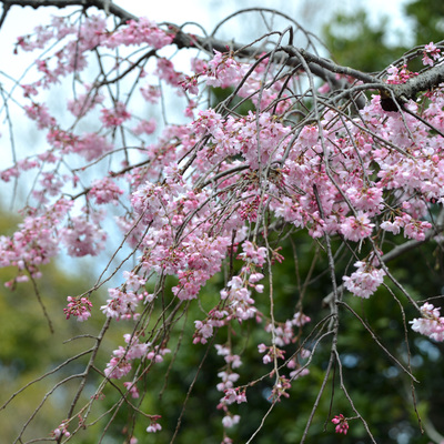枝垂れ桜17.JPG