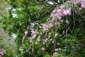 枝垂れ桜18.JPG