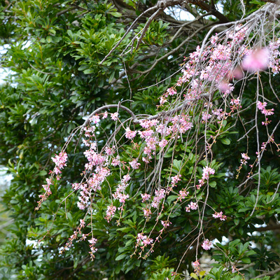 枝垂れ桜18.JPG