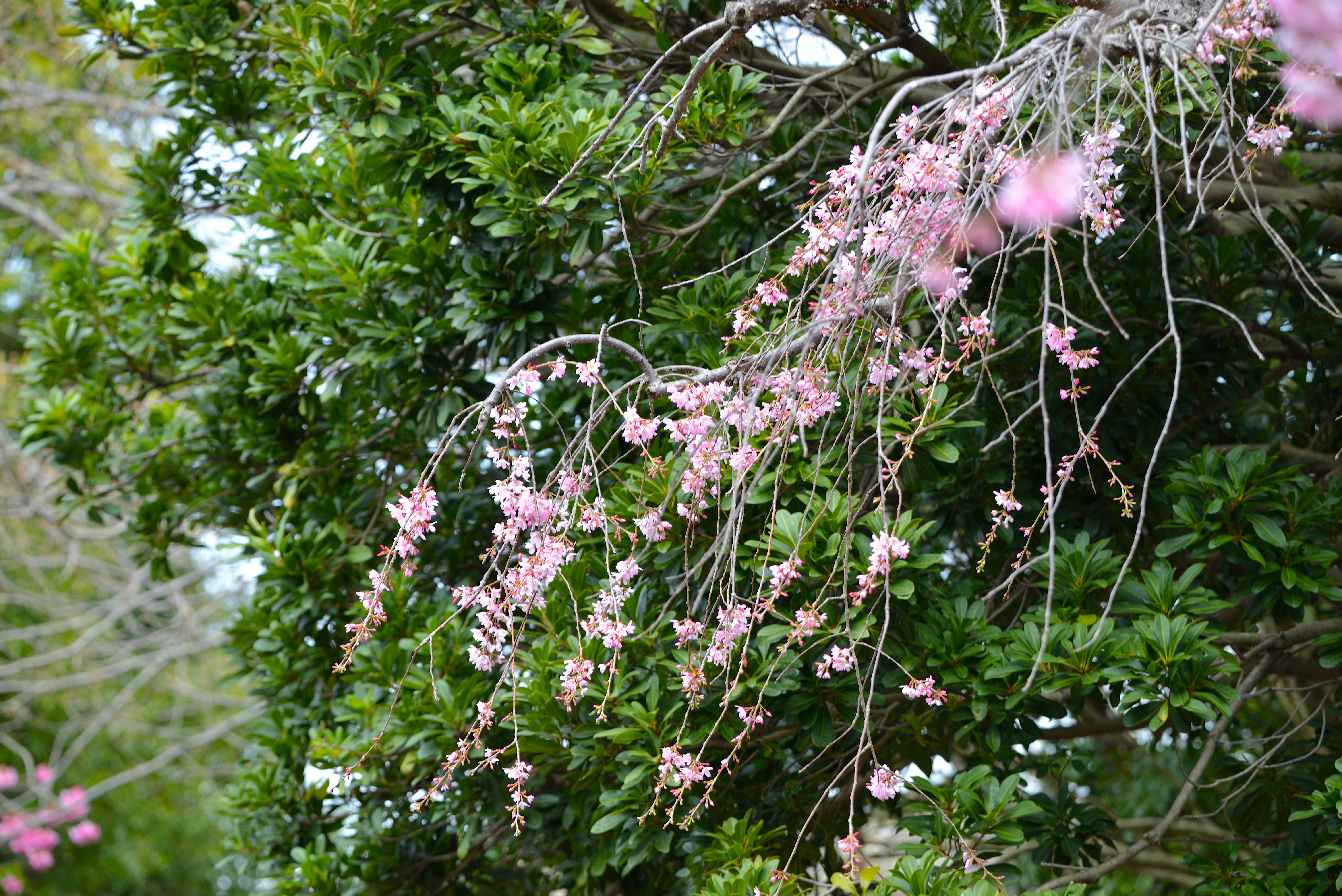 枝垂れ桜18.JPG