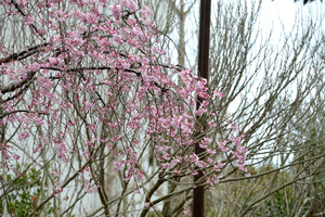 枝垂れ桜20.JPG