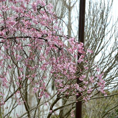 枝垂れ桜20.JPG