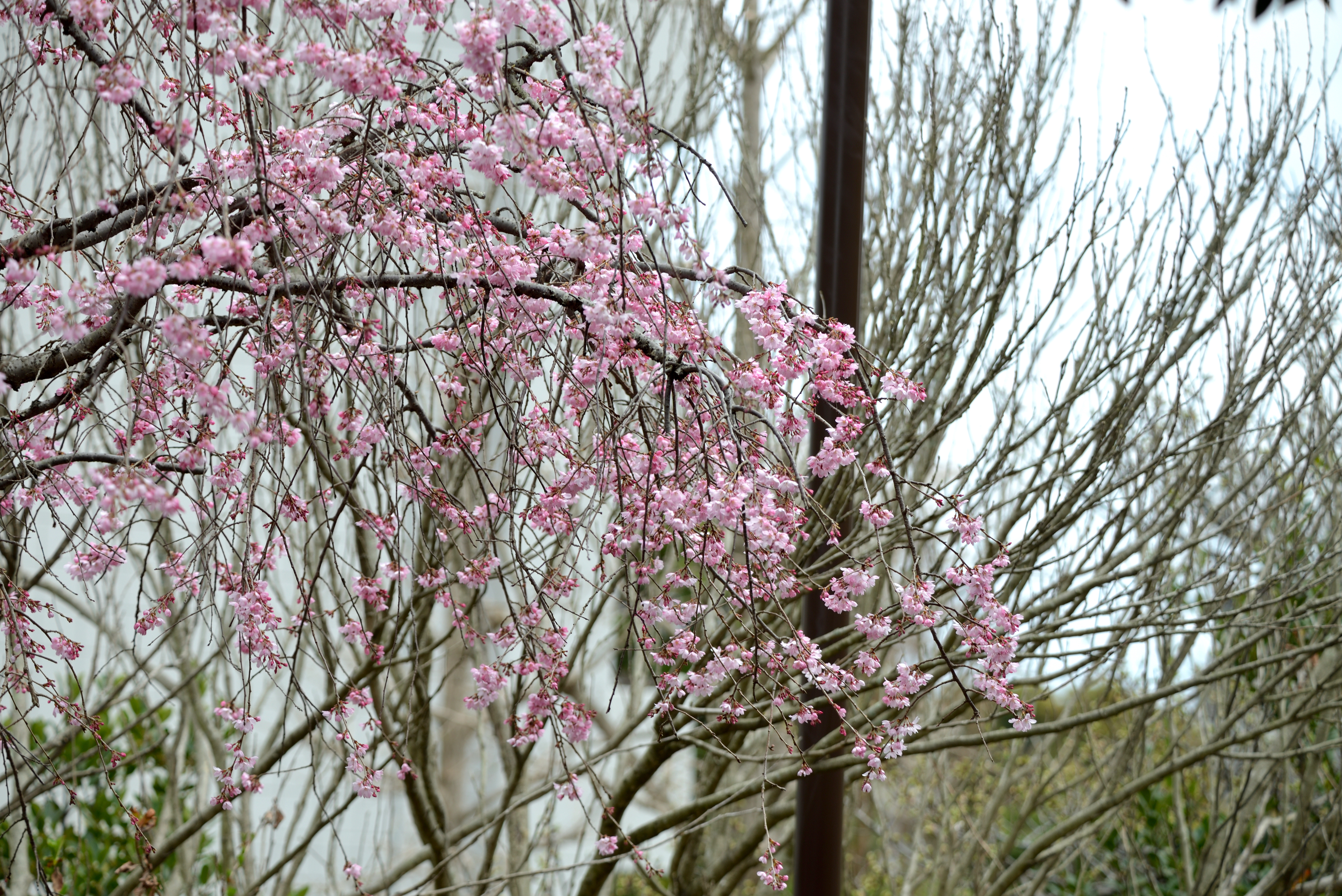 枝垂れ桜20.JPG