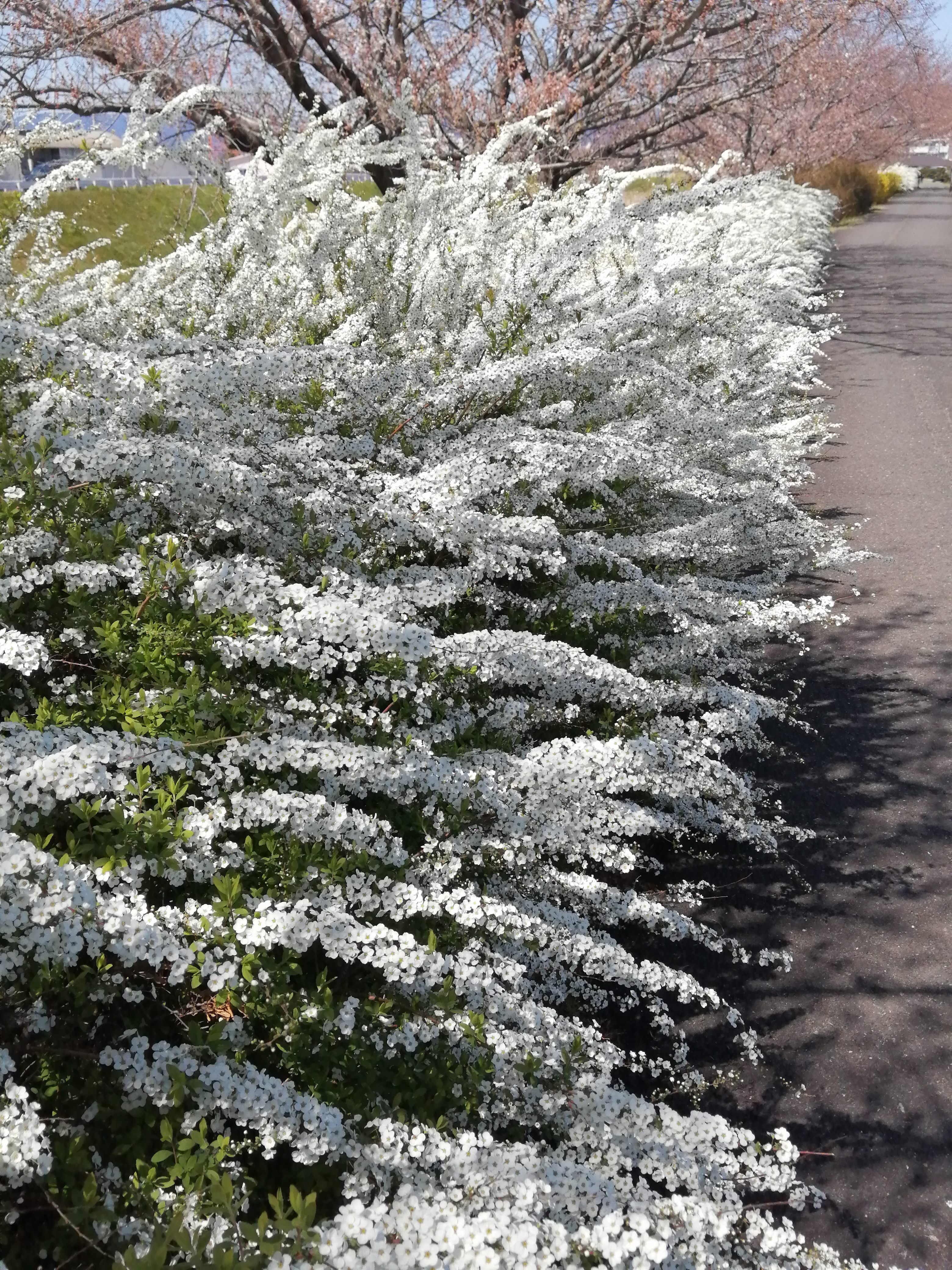 6ユキヤナギ.jpg