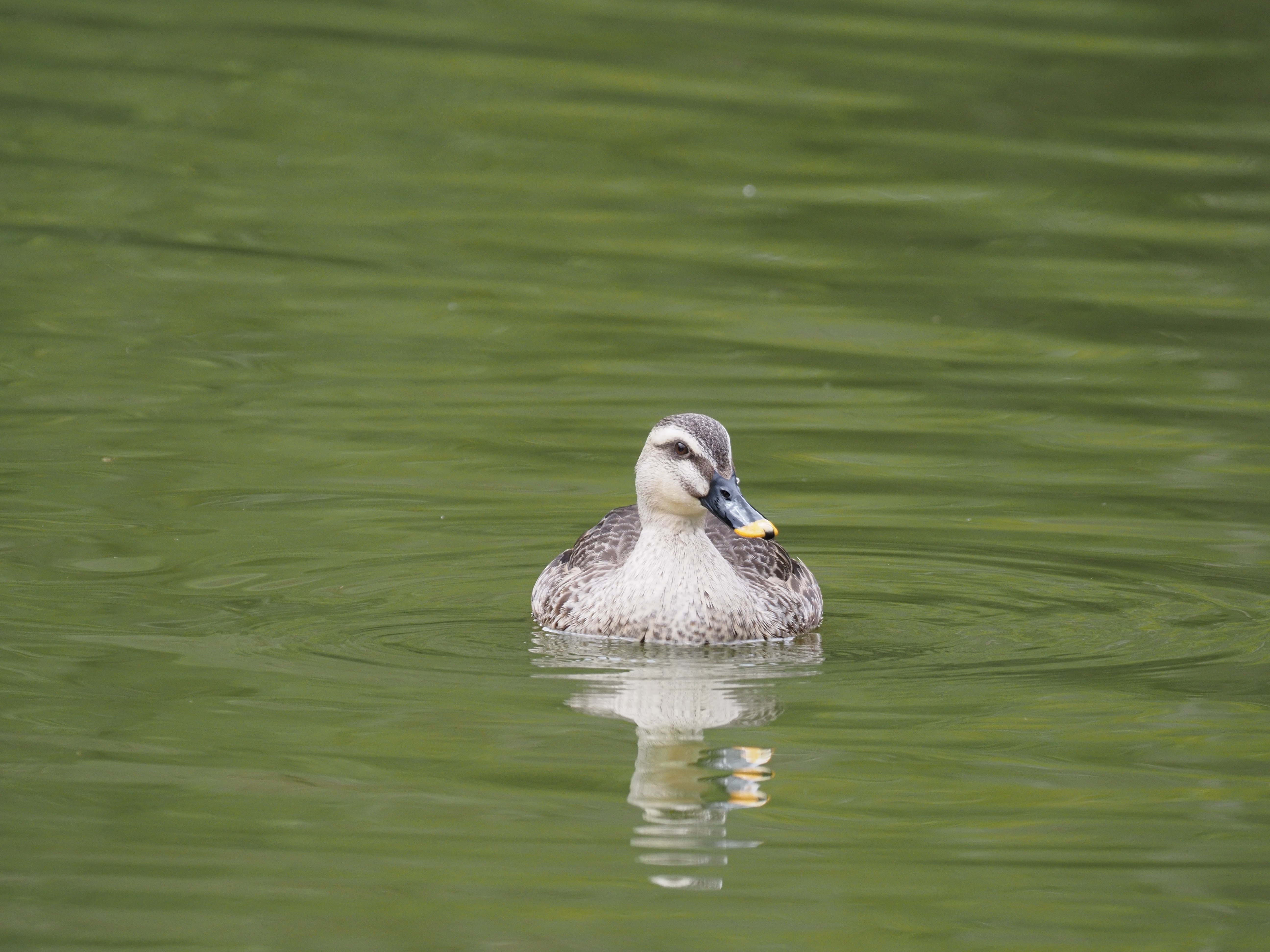 カルガモ_(4).jpg