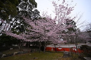 醍醐寺071.JPG